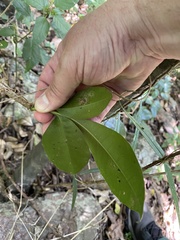 Heritiera trifoliolata