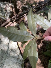 Heritiera trifoliolata