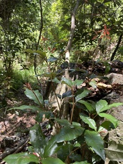 Heritiera trifoliolata