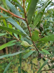 Hakea salicifolia