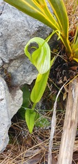 Pterostylis oliveri