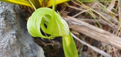 Pterostylis oliveri