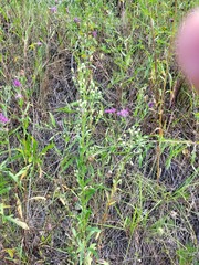 Erigeron acris droebachiensis