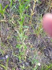 Erigeron acris droebachiensis