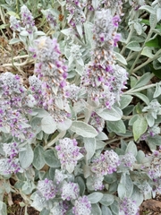 Stachys byzantina