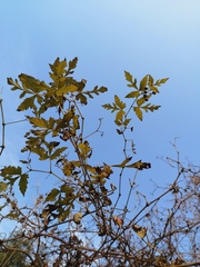 Ampelopsis aconitifolia