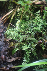 Lindsaea trichomanoides