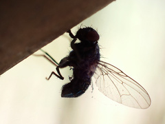 Entomophthora muscae