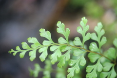 Lindsaea trichomanoides