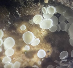 Lachnum brevipilosum