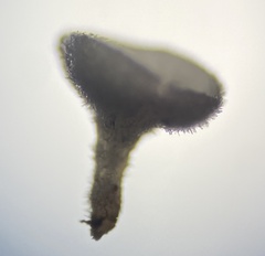 Lachnum brevipilosum