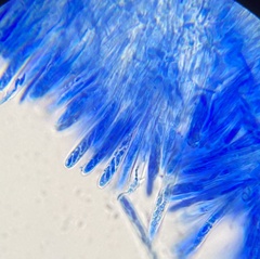 Lachnum brevipilosum