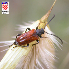 Pseudovadonia livida