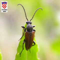 Pseudovadonia livida