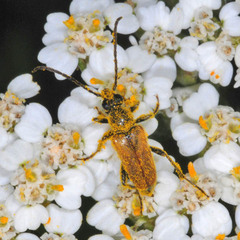 Pseudovadonia livida