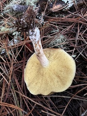 Suillus bellinii
