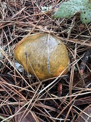 Suillus bellinii