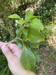 Auranticarpa rhombifolia