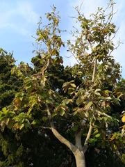 Magnolia obovata