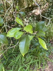 Auranticarpa rhombifolia