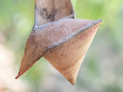 Cymbacha