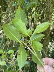Auranticarpa rhombifolia