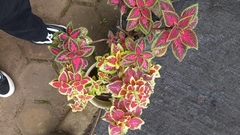 Coleus scutellarioides