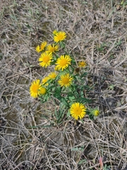 Pentanema britannica