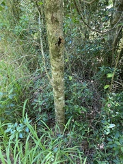 Auranticarpa rhombifolia