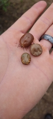 Amblyomma hebraeum
