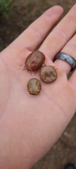 Amblyomma hebraeum