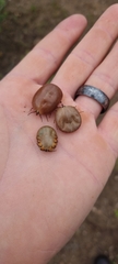 Amblyomma hebraeum