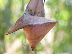 Cymbacha