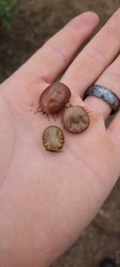 Amblyomma hebraeum