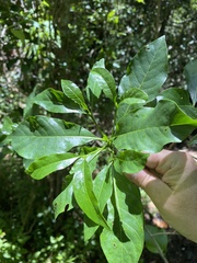 Pavetta australiensis