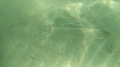 Pseudobatos productus