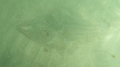 Pseudobatos productus