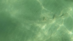 Pseudobatos productus