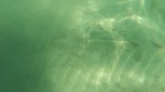 Pseudobatos productus