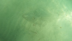 Pseudobatos productus