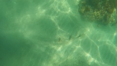 Pseudobatos productus