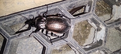 Carabus morbillosus alternans