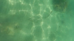 Pseudobatos productus