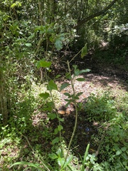 Pavetta australiensis