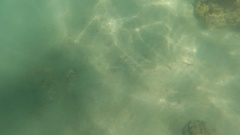 Pseudobatos productus