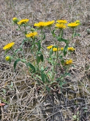 Pentanema britannica