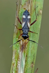 Globiceps flavomaculatus