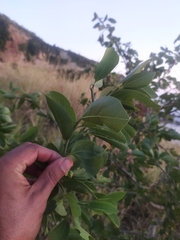 Sarcomphalus amole