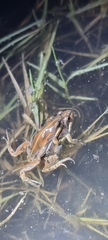 Cacosternum boettgeri
