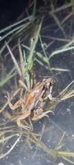 Cacosternum boettgeri